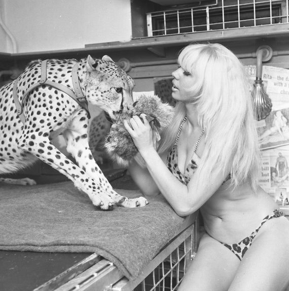 A black and white photograph from the 1960s. It shows a model who is identified as a 'stripper' petting a live cheetah.